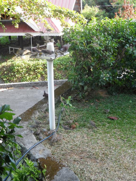 Divers Lodge Guest House Beau Vallon  Zewnętrze zdjęcie
